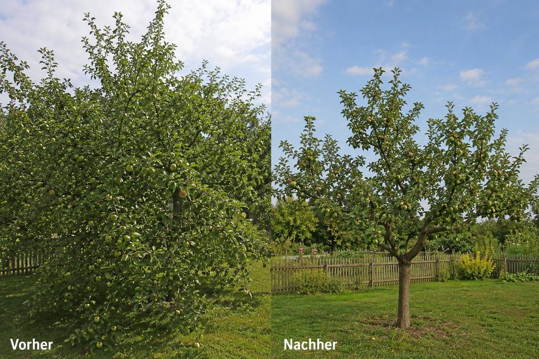 Baumpflege vorher nachher
